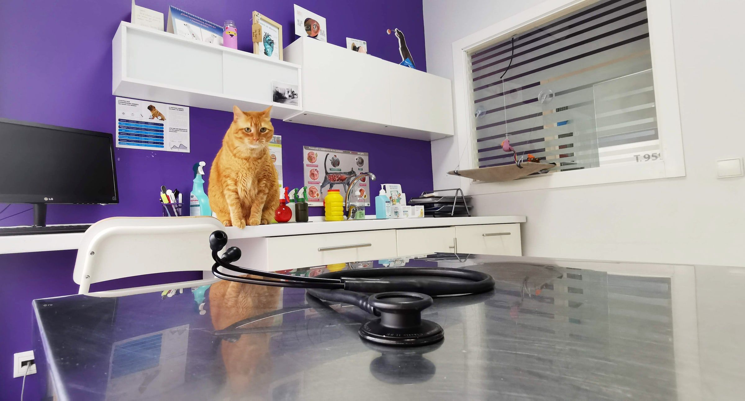 La consulta, con la pared violeta, la mesa de acero y el gato de la clínica sentado en la encimera
