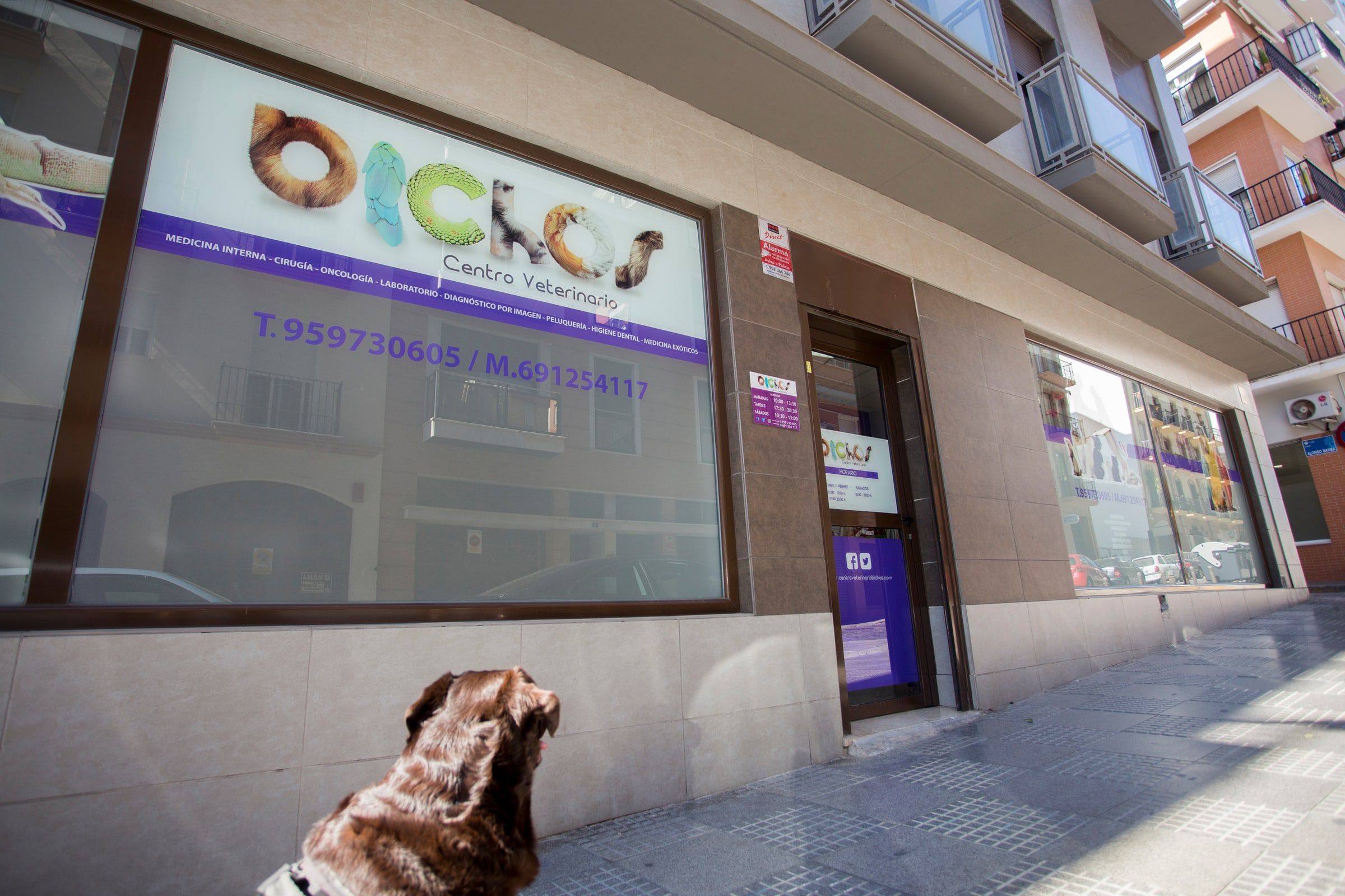 La fachada de Bichos en la calle San Andrés, con el logotipo en el escaparate y un perro esperando en la acera