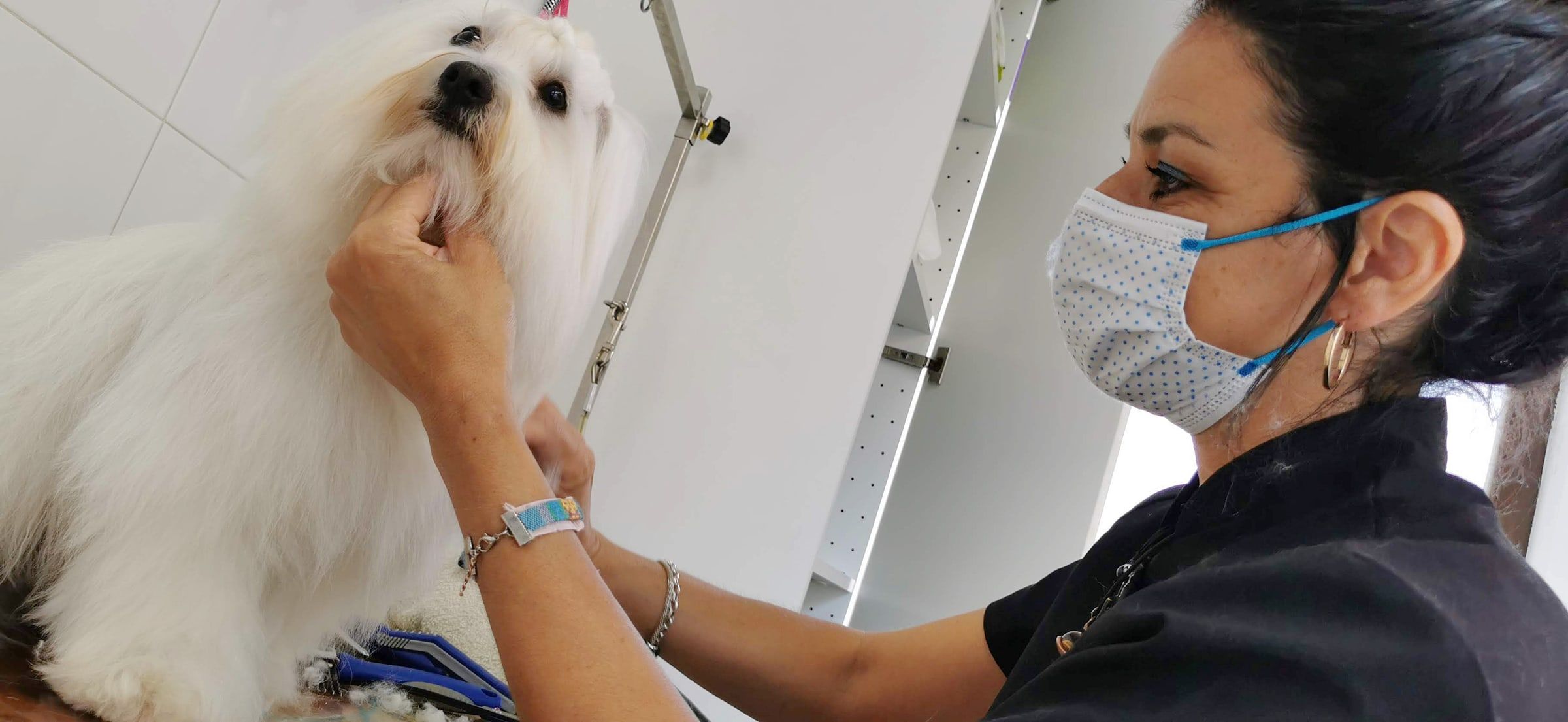 La peluquera, con mascarilla, peina a un perro blanco de pelo largo