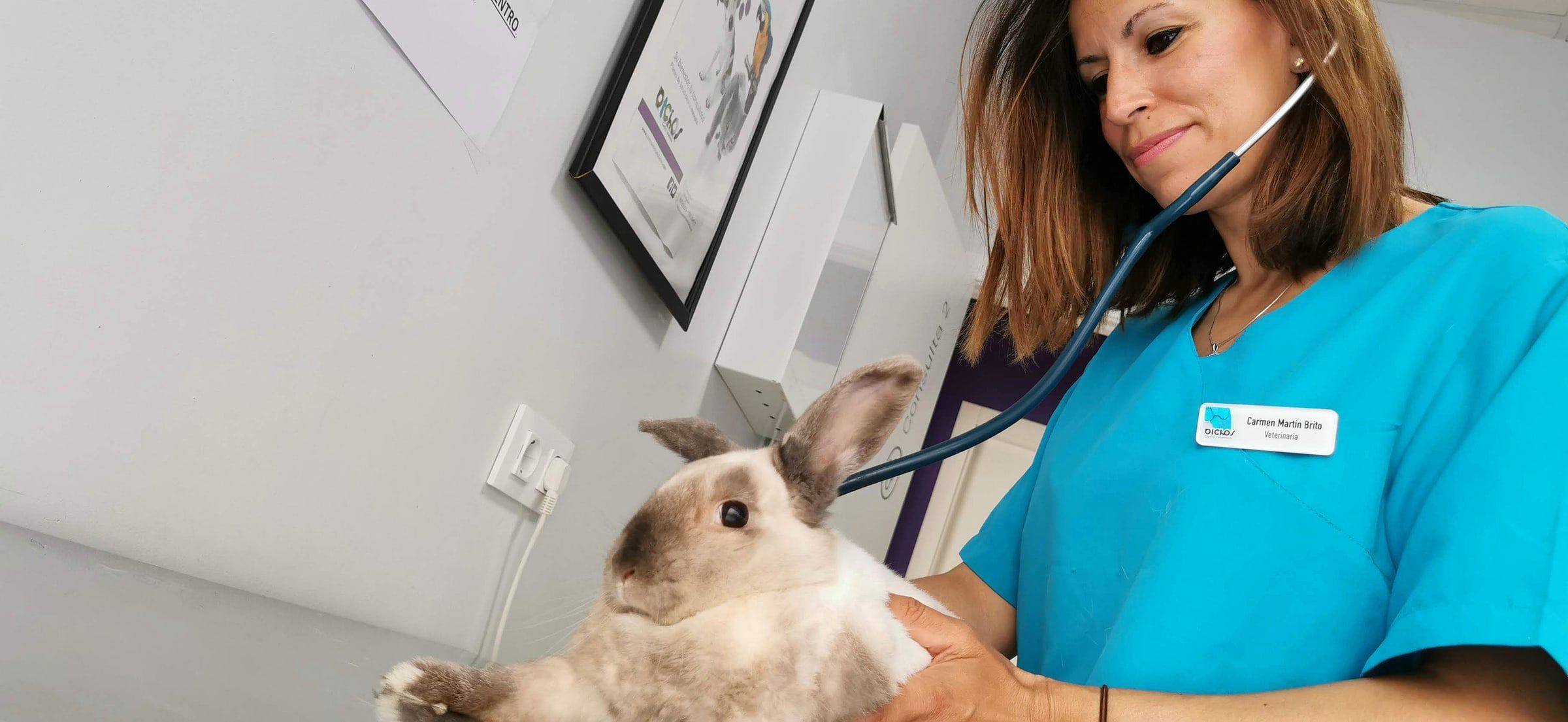 Una veterinaria ausculta a un conejo en la consulta