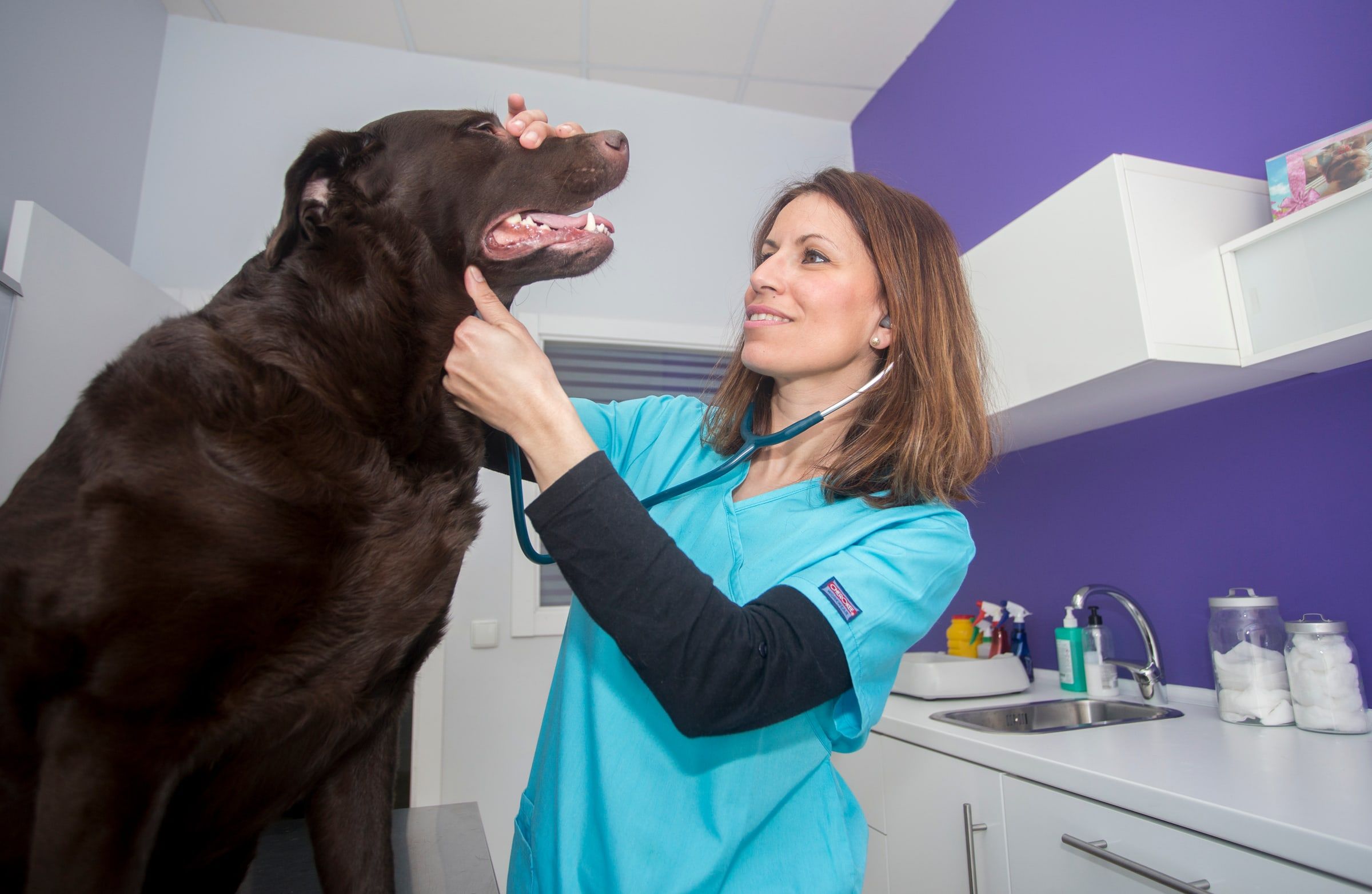 Una veterinaria ausculta a un labrador color chocolate en la consulta